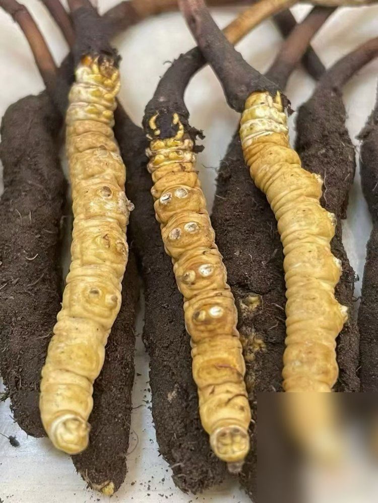 吃虫草的好处‼️“冬虫夏草鲜草” 虫夏属滋补"上药",可治"未来之病"。 鲜虫草